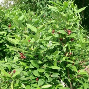 Carolina Allspice Live Plant, Sweetshrub, Quart Pot - Fragrant Yellow Flowers, USDA Zones 5-9 - Image 10