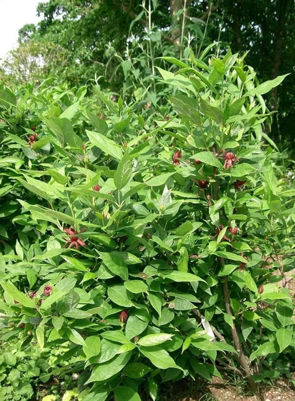Carolina Allspice Live Plant, Sweetshrub, Quart Pot - Fragrant Yellow Flowers, USDA Zones 5-9 - Image 10