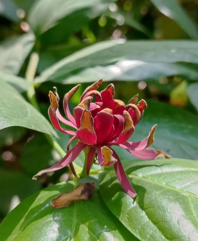 Carolina Allspice Live Plant, Sweetshrub, Quart Pot - Fragrant Yellow Flowers, USDA Zones 5-9 - Image 2