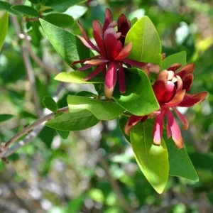 Carolina Allspice Live Plant, Sweetshrub, Quart Pot - Fragrant Yellow Flowers, USDA Zones 5-9 - Image 4