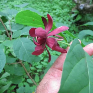 Carolina Allspice Live Plant, Sweetshrub, Quart Pot - Fragrant Yellow Flowers, USDA Zones 5-9 - Image 5
