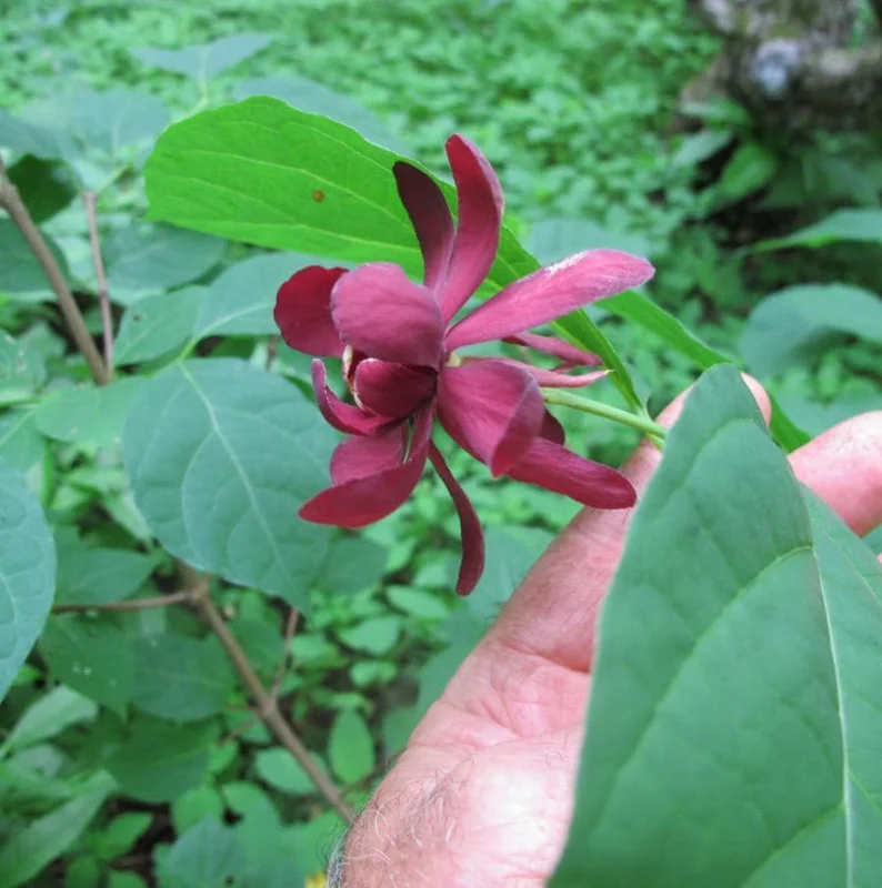 Carolina Allspice Live Plant, Sweetshrub, Quart Pot - Fragrant Yellow Flowers, USDA Zones 5-9 - Image 5