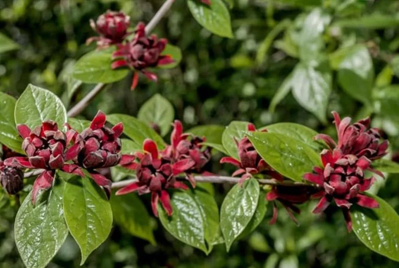 Carolina Allspice Live Plant, Sweetshrub, Quart Pot - Fragrant Yellow Flowers, USDA Zones 5-9 - Image 7