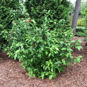 Carolina Allspice Live Plant, Sweetshrub, Quart Pot - Fragrant Yellow Flowers, USDA Zones 5-9 - Image 8