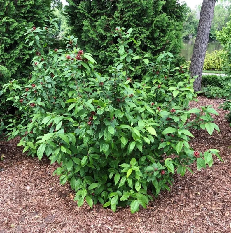 Carolina Allspice Live Plant, Sweetshrub, Quart Pot - Fragrant Yellow Flowers, USDA Zones 5-9 - Image 8