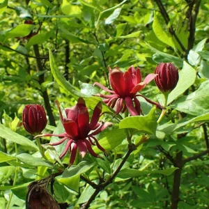 Carolina Allspice Live Plant, Sweetshrub, Quart Pot - Fragrant Yellow Flowers, USDA Zones 5-9 - Image 1