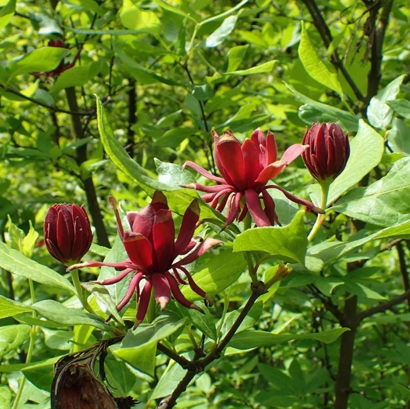 Carolina Allspice Live Plant, Sweetshrub, Quart Pot - Fragrant Yellow Flowers, USDA Zones 5-9 - Image 1