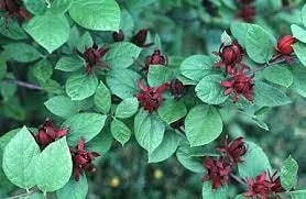 Carolina Allspice Sweetshrub Live Plant – Calycanthus floridus – Quart Pot – Fragrant Outdoor Shrub – USDA Zones 4-9 - Image 1