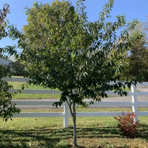 Carolina Buckthorn (Frangula caroliniana) Live Plant, 12-18 Inches Tall, Bare Root, Set of 2 - Image 1