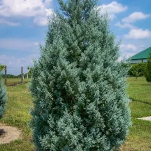 Carolina Cypress Trees Live Plant - 2 Pack, 4 inch Containers, 6 inch Tall, Evergreen - Image 1