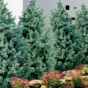 Carolina Sapphire Arizona Cypress Live Tree – 12-18 in Tall, Quart Pot, Outdoor - Image 4