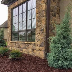 Carolina Sapphire Arizona Cypress Live Tree – 12-18 in Tall, Quart Pot, Outdoor - Image 5