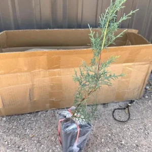 Carolina Sapphire Arizona Cypress Live Tree – 12-18 in Tall, Quart Pot, Outdoor - Image 6