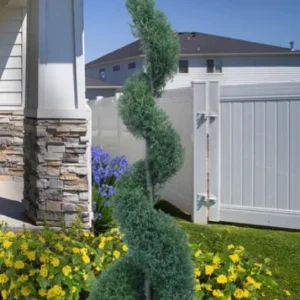 Carolina Sapphire Arizona Cypress Live Tree – 12-18 in Tall, Quart Pot, Outdoor - Image 7