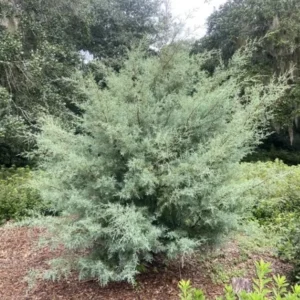 Carolina Sapphire Arizona Cypress Live Tree – 1qt Pot – 12-18