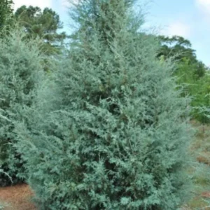 Carolina Sapphire Arizona Cypress Live Tree – 1qt Pot – 12-18" Tall – Evergreen Outdoor - Image 1