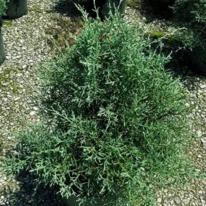 Carolina Sapphire Arizona Cypress Live Tree – 1qt Pot – 12-18