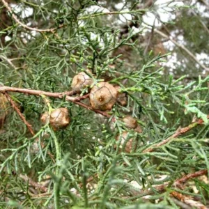 Carolina Sapphire Arizona Cypress Live Tree – 1qt Pot – 12-18