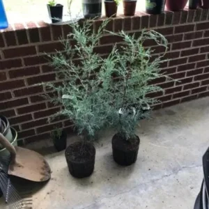 Carolina Sapphire Arizona Cypress Live Tree – 1qt Pot – 12-18