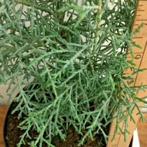 Carolina Sapphire Arizona Cypress Live Tree – 1qt Pot – 12-18