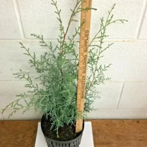 Carolina Sapphire Arizona Cypress Live Tree – 1qt Pot – 12-18