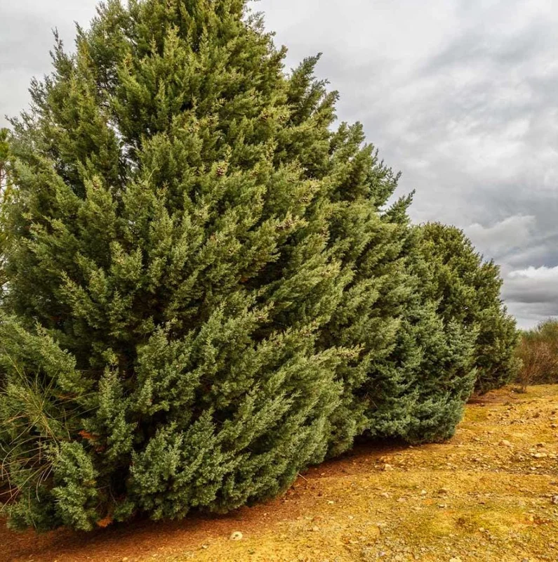 Carolina Sapphire Cypress Live Plant, Quart Pot, Fast Growing Evergreen Tree, Outdoor - Image 2