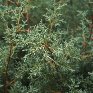 Carolina Sapphire Cypress Live Plant, Quart Pot, Fast Growing Evergreen Tree, Outdoor - Image 3