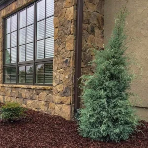 Carolina Sapphire Cypress Live Plant, Quart Pot, Fast Growing Evergreen Tree, Outdoor - Image 6