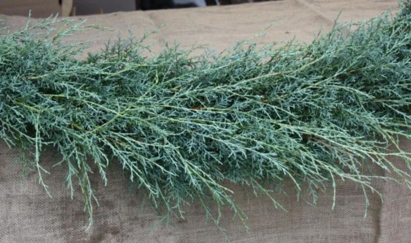 Carolina Sapphire Cypress Live Plant, Quart Pot, Fast Growing Evergreen Tree, Outdoor - Image 7