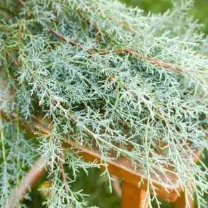 Carolina Sapphire Cypress Live Plant, Quart Pot, Fast Growing Evergreen Tree, Outdoor - Image 8