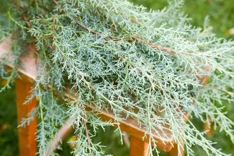 Carolina Sapphire Cypress Live Plant, Quart Pot, Fast Growing Evergreen Tree, Outdoor - Image 8