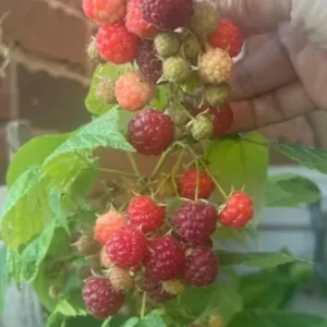 Caroline Red Raspberry Live Plants - Set of 2 - 4