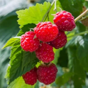 Caroline Red Raspberry Live Plants - Set of 2 - 4