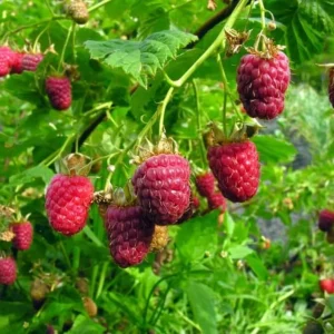 Caroline Red Raspberry Live Plants - Set of 2 - 4