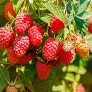 Caroline Red Raspberry Live Plants - Set of 2 - 4