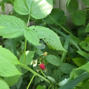 Caroline Red Raspberry Live Plants - Set of 2 - 4