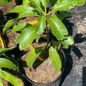 Carrie Dwarf Mango Tree Live Plant – Grafted Tropical Fruit – 3 Gallon Pot - Image 1