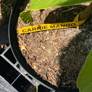 Carrie Dwarf Mango Tree Live Plant - Grafted Tropical Fruit Tree - 3 Gallon Pot - Image 5