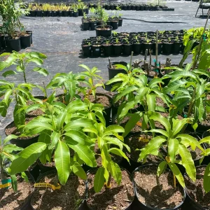 Carrie Dwarf Mango Tree Live Plant – Grafted Tropical Fruit – 3 Gallon Pot - Image 6