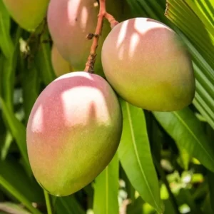 Carrie Mango Live Plant - Grafted Tropical Fruit Tree 12-18" Tall - Sweet Mangifera Indica - Image 2