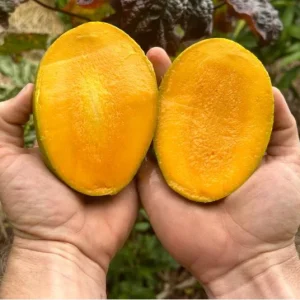 Carrie Mango Live Plant - Grafted Tropical Fruit Tree 12-18