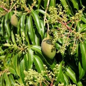 Carrie Mango Live Plant - Grafted Tropical Fruit Tree 12-18