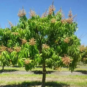 Carrie Mango Live Plant - Grafted Tropical Fruit Tree 12-18