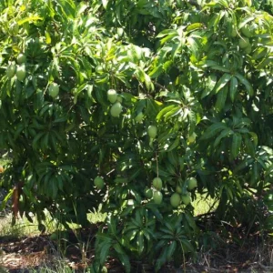 Carrie Mango Live Plant - Grafted Tropical Fruit Tree 12-18