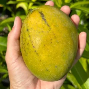 Carrie Yellow Mango Live Plant - Tropical Fruit Tree Starter - 8-12