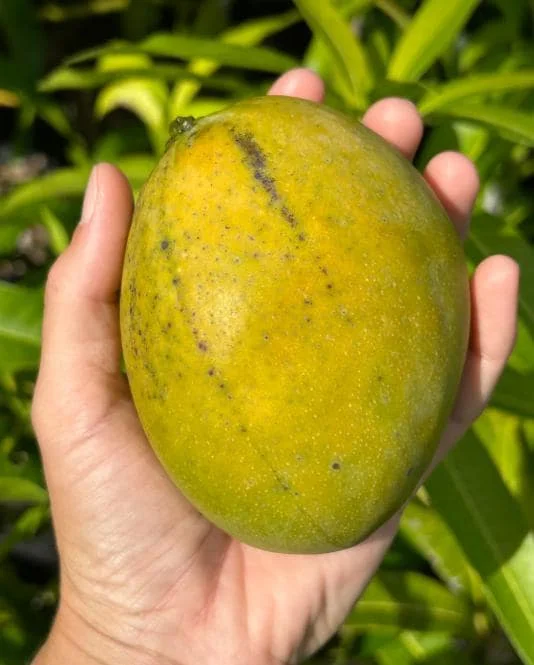 Carrie Yellow Mango Live Plant - Tropical Fruit Tree Starter - 8-12" Tall - Image 3