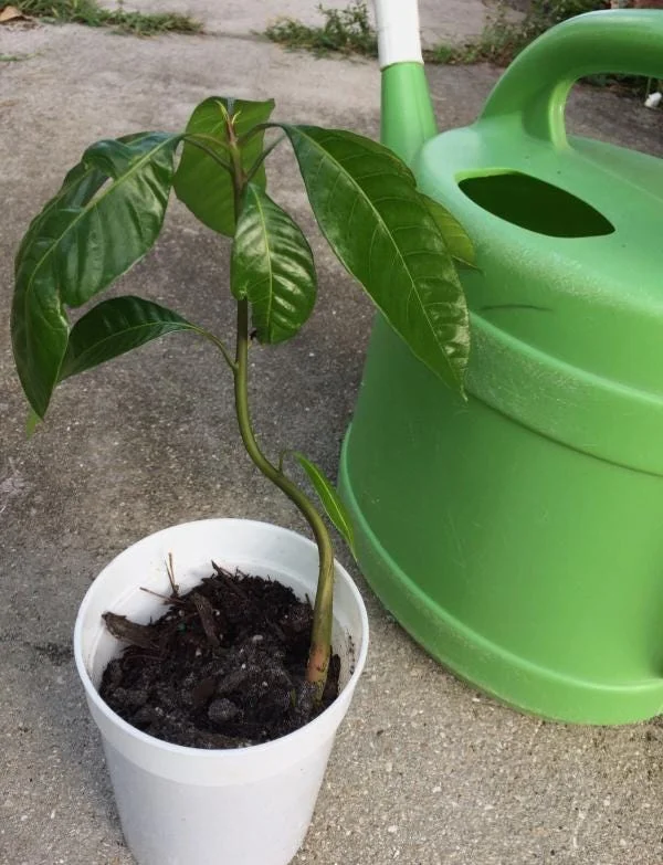 Carrie Yellow Mango Live Plant - Tropical Fruit Tree Starter - 8-12" Tall - Image 8