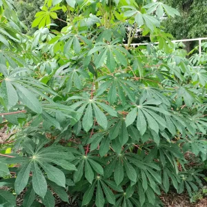 Cassava Edible Roots - Manihot esculenta Yuca Manioca - Fresh Harvest - Image 3