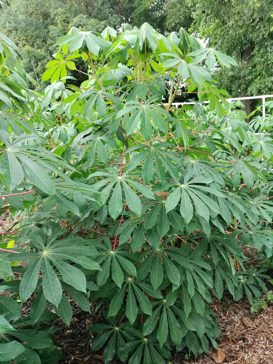 Cassava Edible Roots - Manihot esculenta Yuca Manioca - Fresh Harvest - Image 3