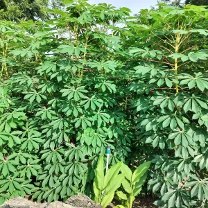 Cassava Edible Roots - Manihot esculenta Yuca Manioca - Fresh Harvest - Image 5